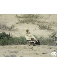 گونه کرکس مصری Egyptian Vulture